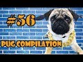 Pug Compilation 56 - Funny Dogs but only Pug Videos | Instapugs