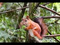 Sneaky Squirrels Steal Acorns | Spy In The Wild | Fast Squirrel | Squirrel Searching