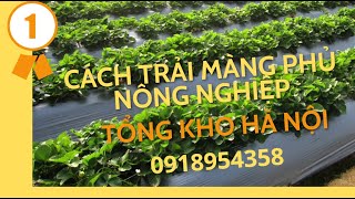 Hướng dẫn trải màng phủ nông nghiệp | Hoàng Dũng Green | 0918954358