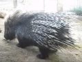 African Crested Porcupine - Sacramento Zoo