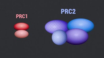 Polycomb Group proteins assemble into two main classes of multimeric complexes