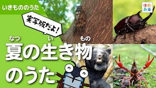 【実写版】夏の生き物のうた