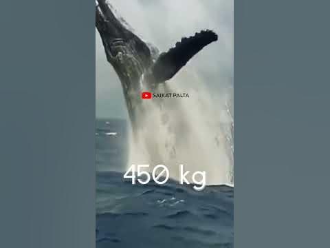 Blue Whale | Blue Whale heart weight. #shorts - YouTube