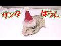ハムスターにサンタ帽子作ってあげたらまじ可愛い!!(DIY)