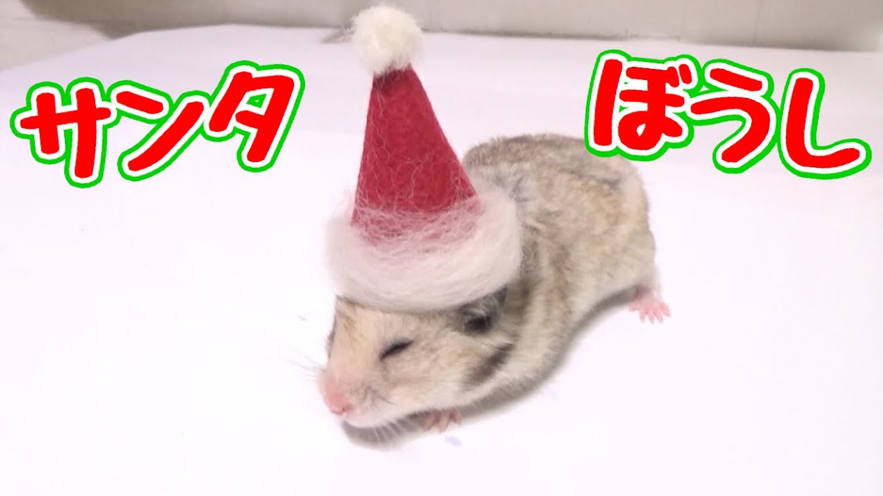 ハムスターにサンタ帽子作ってあげたらまじ可愛い！！（DIY） - YouTube