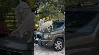 Baby goats learning to tap dance