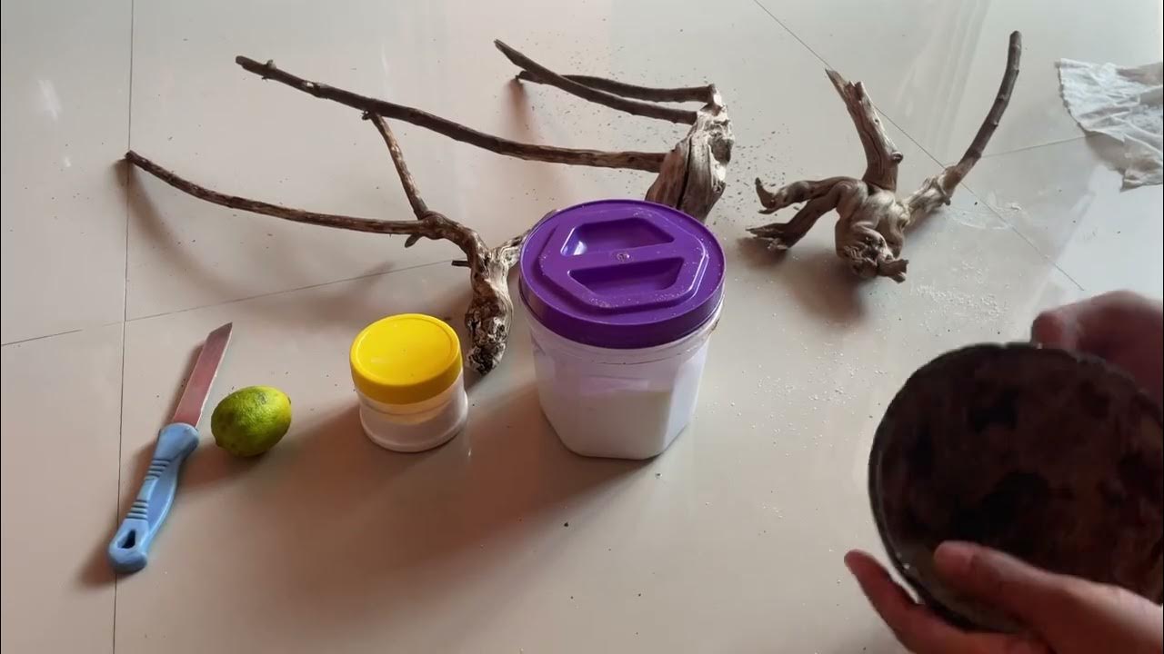 How to make Driftwood for Aquarium at Home Step by Step Local Wood YouTube