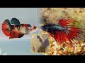 Breeding galaxy koi female with Crowntail Betta male