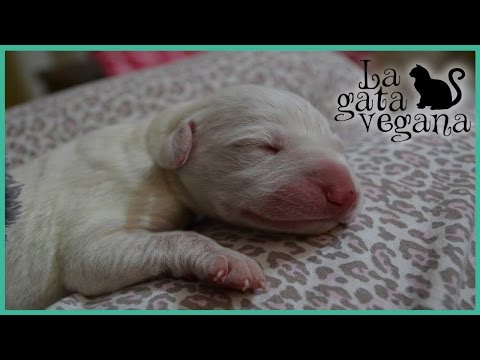 Video: Cómo calcular el tamaño de la camada para perros