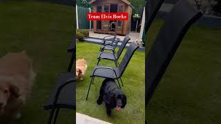 Elvis and spaniels #Defending Elvis #Team Elvis Rocks ❤️