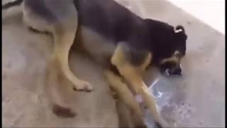 Kuduz köpek videoları Resimi