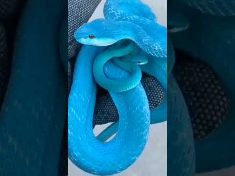 Video: Keffiyeh-käärme: kuvaus, lajikkeet valokuvalla