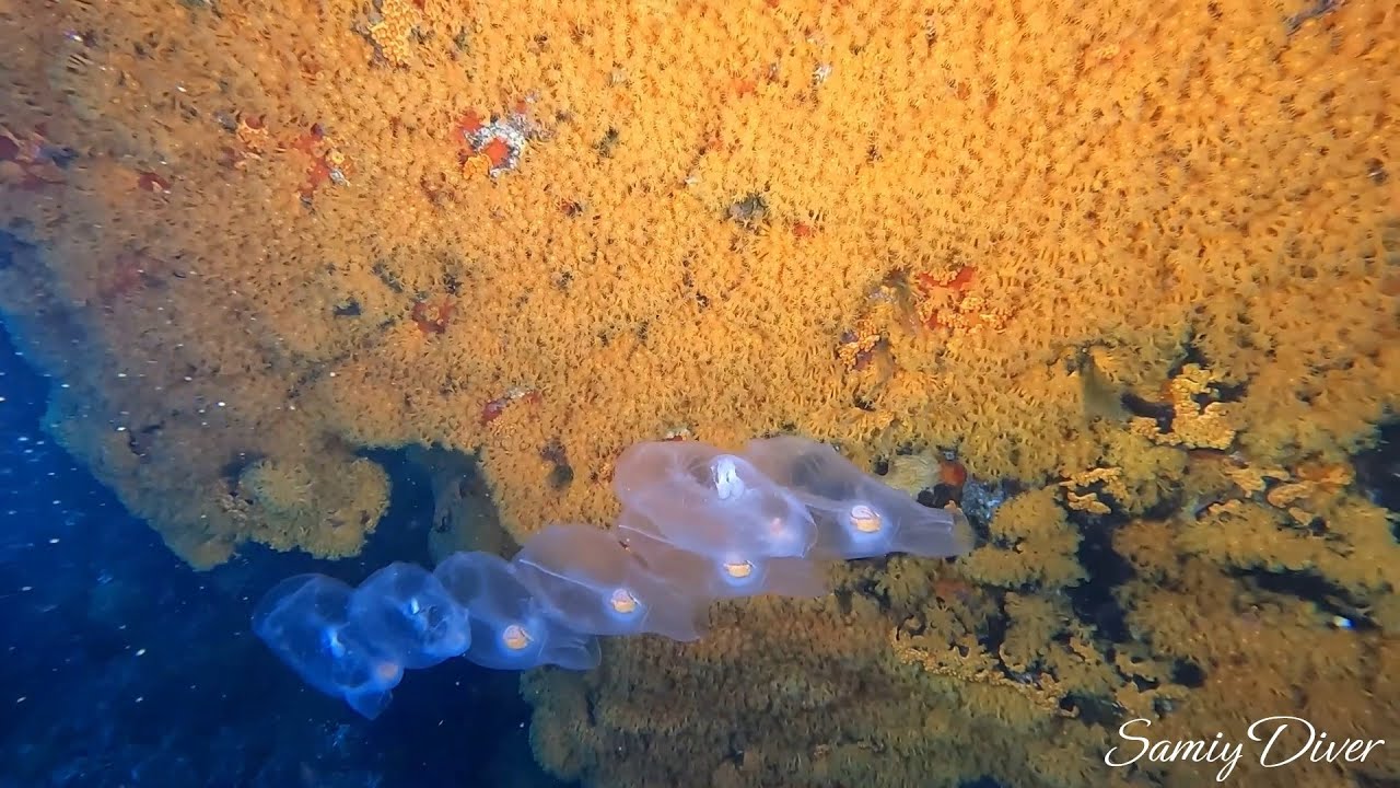 Dances and abyssal encounters