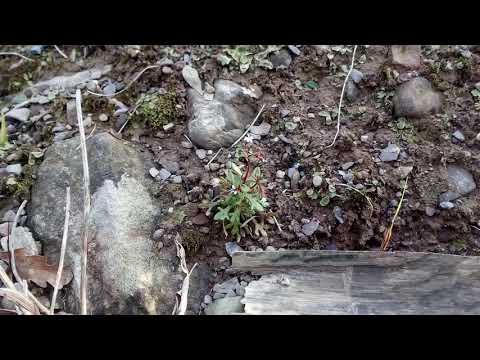 Video: Saxifrage (iarbă) - Proprietăți Utile și Utilizarea Saxifragei, Florilor De Saxifrage. Saxifrage Interior, Arensa, Polar