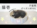 【猫壱】子猫用バリバリボウルを紹介！【爪研ぎにもベッドにもなって優秀！】