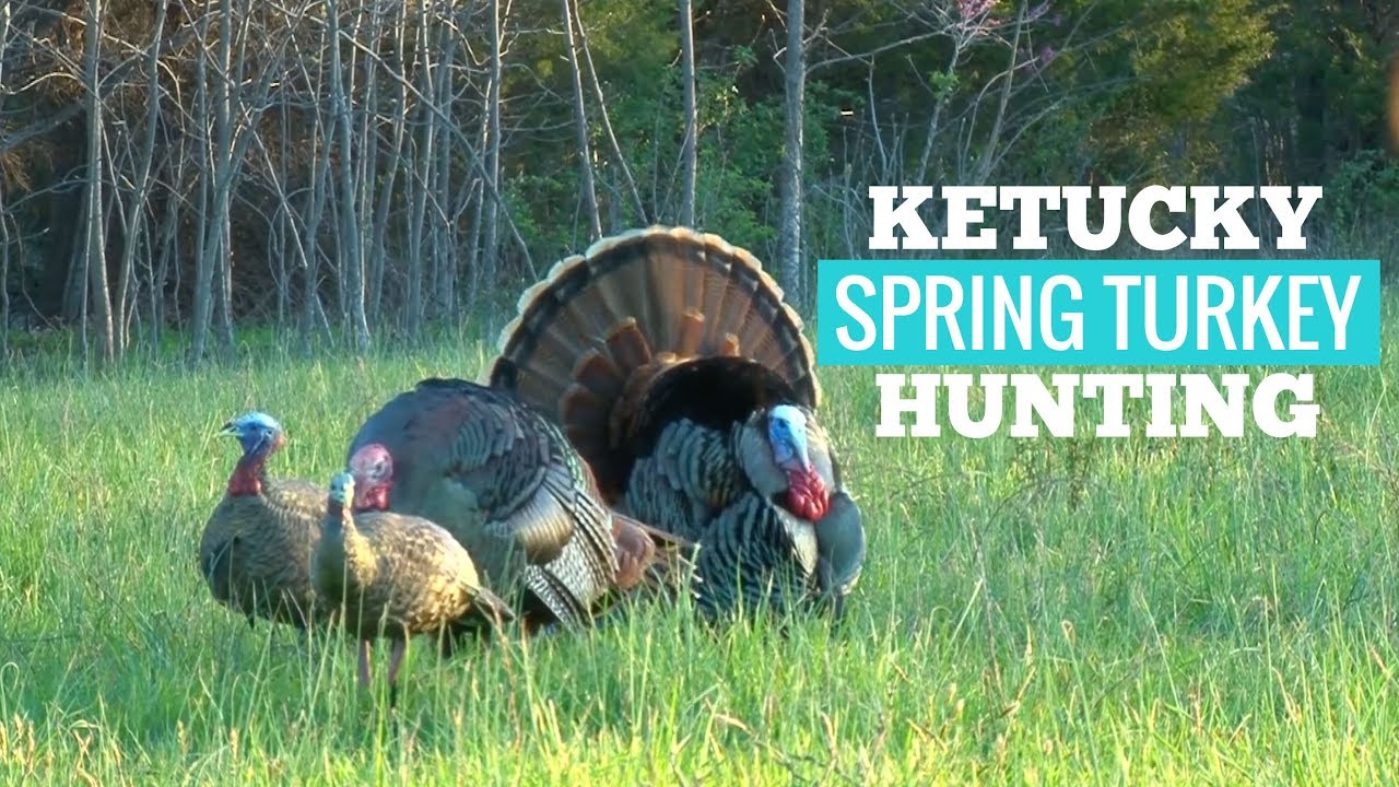 Kentucky Spring Turkey Hunting YouTube