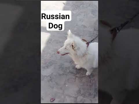 Russian Dog #pista