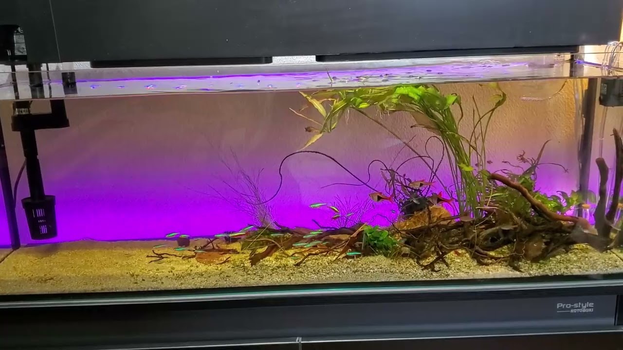 Members Only] 90cm Slim Tank Complete! - YouTube