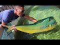 JAWS VS Mahi-Mahi Pond Battle In Aquarium!!