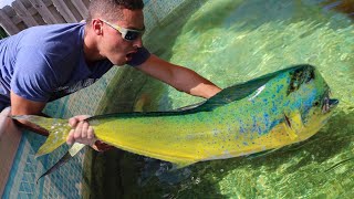 JAWS VS MahiMahi Pond Battle In Aquarium!!