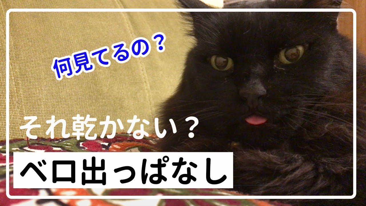 猫のベロが出しっぱなしで乾かないか気になります I M Wondering If The Cat S Tongue Will Not Dry Out Youtube