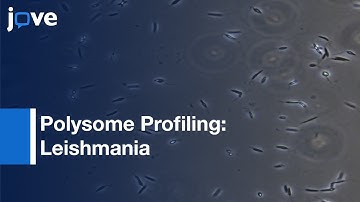Polysome Profiling In Leishmania: Human Cells & Mouse Testis