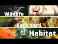 Wildlife backyard habitat ultimate yard for animal and nature lovers