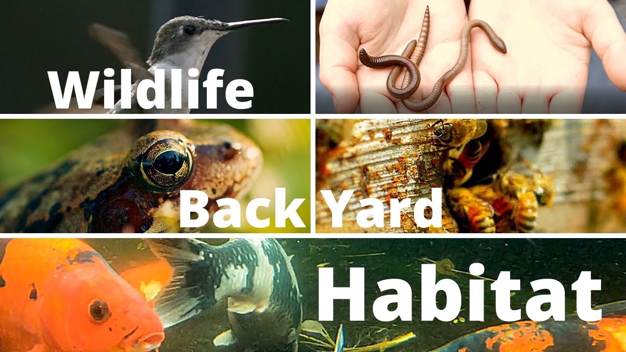 Wildlife Backyard Habitat (Ultimate Yard for Animal and Nature Lovers