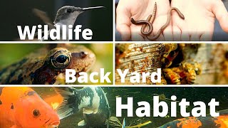 Wildlife Backyard Habitat (Ultimate Yard for Animal and Nature Lovers)