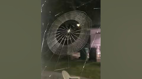 Spider Spinning Web - Natural Video