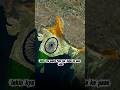 9.5 Days fuel is left only? What's the truth? | #shorts
