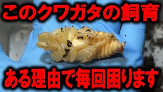 このクワガタの飼育がかなり大変なんだが…
