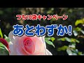 あとわずか! つち10袋キャンペーン