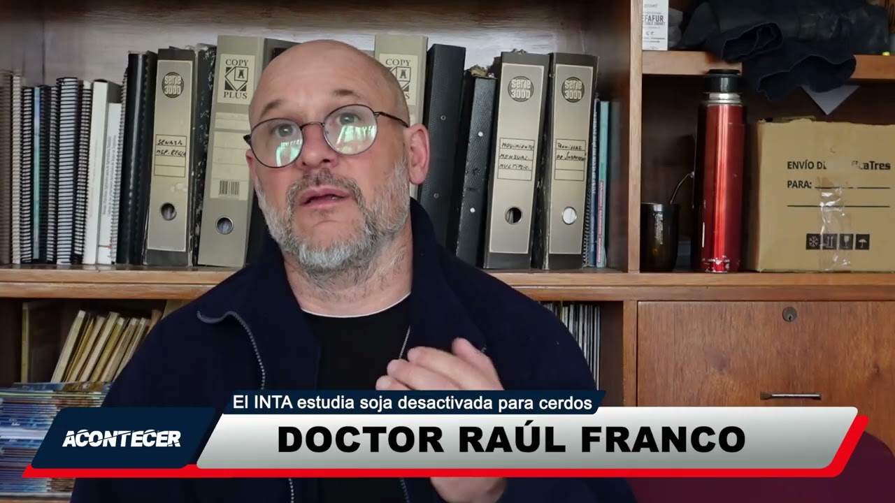 El INTA estudia la opción de soja desactivada para cerdos. Más detalles