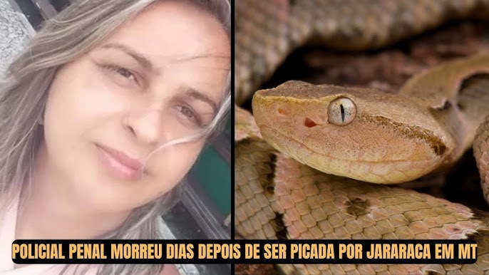 Cobra jararaca faz 'surpresa' para mulher no litoral de SP e