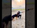 CUTEST DOG MOMENTS EVER! 🥹🐶