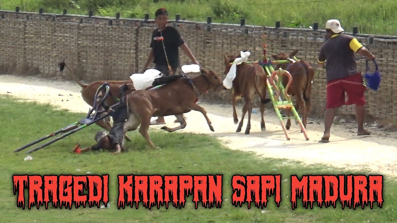 Tragedi Karapan Sapi Madura Di Lapagan Asemanis Pamekasan. 