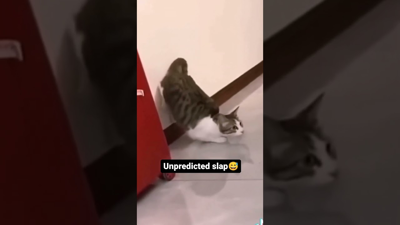 funny animals video 😂😍