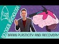 Brain Plasticity and Functional Recovery - Biological Psychology [AQA ALevel]