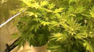 my uncles garden flowering part 3