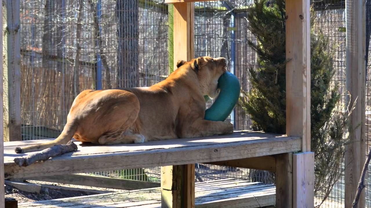 Alexis Birthday Gift