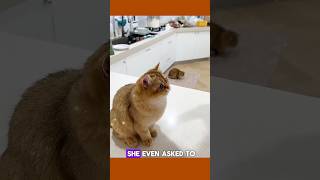 cat mango shoes 👞 😍 #shorts #trending