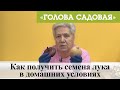 Голова садовая - Как получить семена лука в домашних условиях