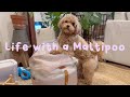 Life with a Maltipoo 🧸🤎 Spring days 🌧️🌸 Emergency bag 🐶🎒⛑️