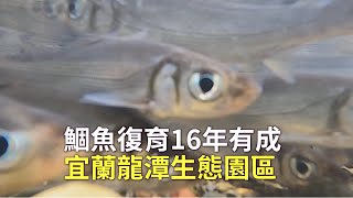 鯝魚復育16年有成宜蘭龍潭生態園區｜全台唯一鯝魚生態園區 