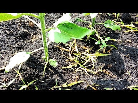Видео: Борьба с сорняками подсолнечника – могут ли подсолнухи предотвратить прорастание сорняков