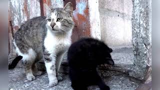 Unseen Heroes Feeding Stray Cats in Ukraine's Shadows