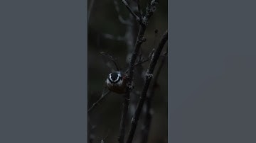 Red-Breasted Nuthatch on a Tree | Wild Bird in Nature