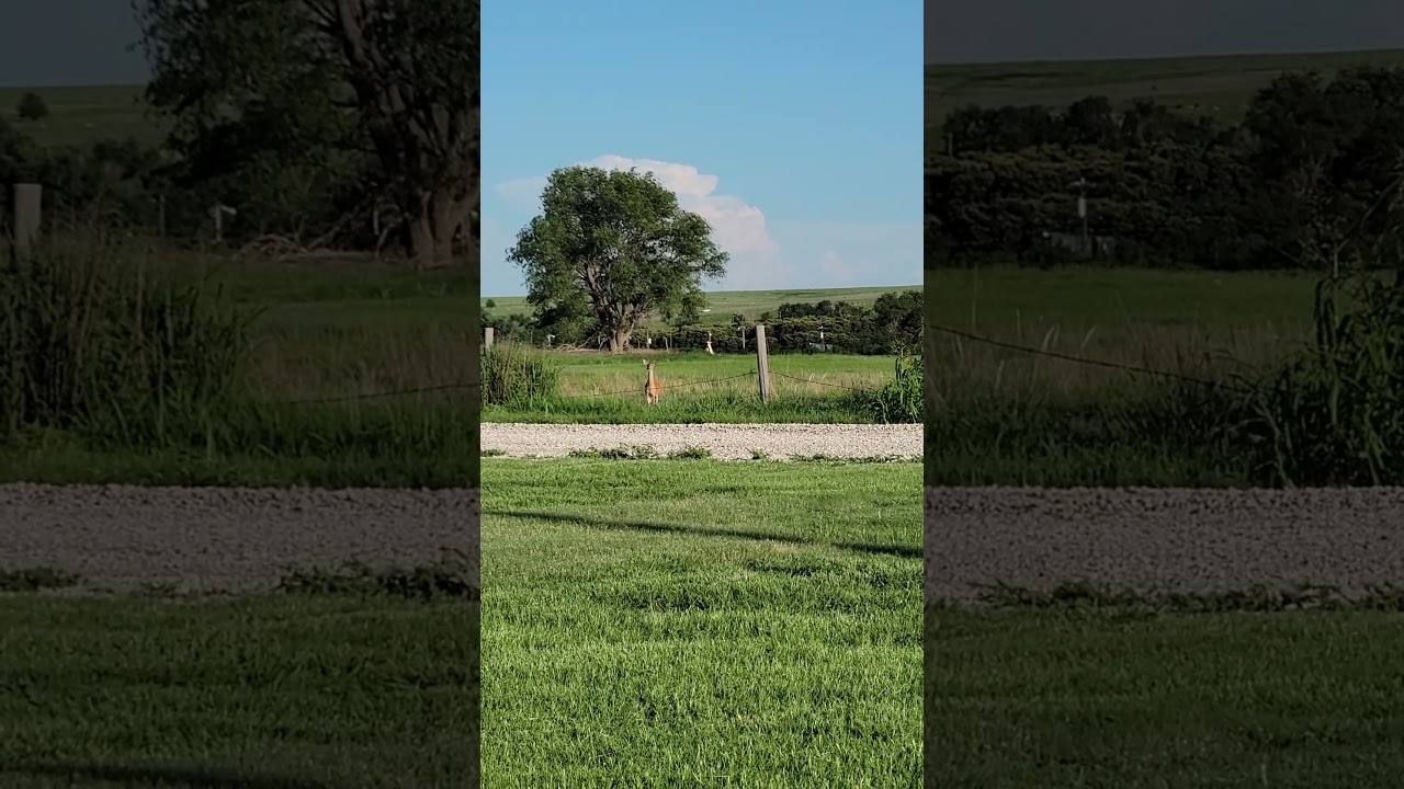 5 year old calls in White Tail doe with a goose call!