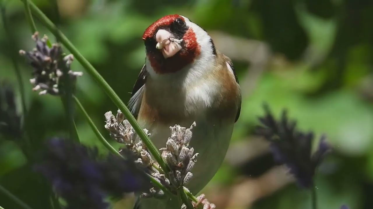 Tagträume🐿️Stieglitz genießt den Lavendel